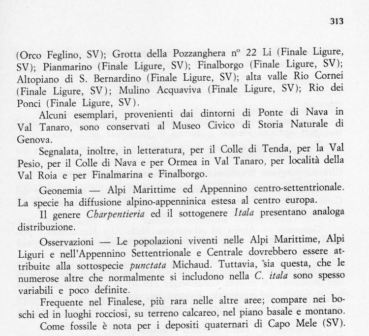 Charpentieria  itala punctata (IM)